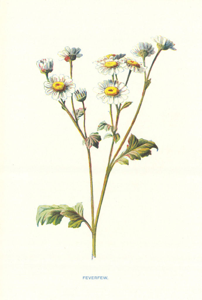 Feverfew. Wild Flowers by Frederick Edward Hulme c1895 old antique print